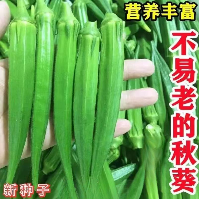 【秋葵种子】绿秋葵种籽四季播高产黄秋葵籽农家阳台庭院蔬菜种子