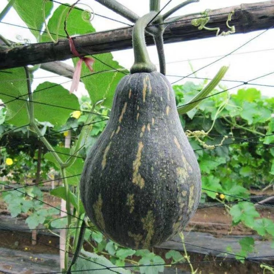 密本南瓜种子 早熟南瓜 秘本高产好吃面香芋南瓜种籽蔬菜种籽
