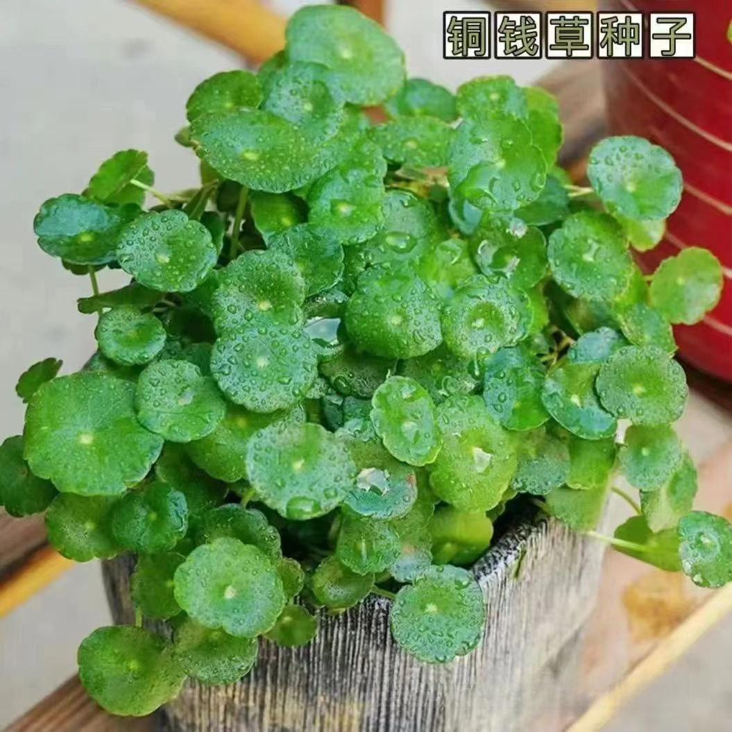 【水培铜钱草种子】大叶水养种籽水培植物花卉盆栽室内种植