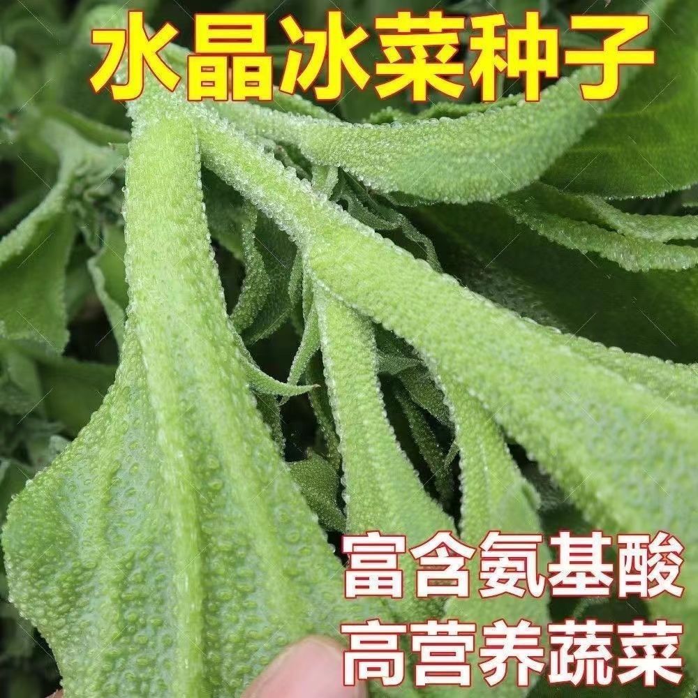 冰菜种子南方蔬菜四季种植长寿菜营养高钙冻不死易种冰草种籽