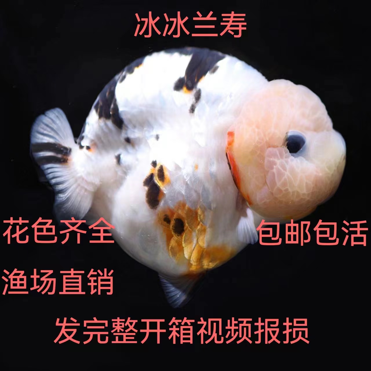 冰冰活体观赏鱼兰寿金鱼