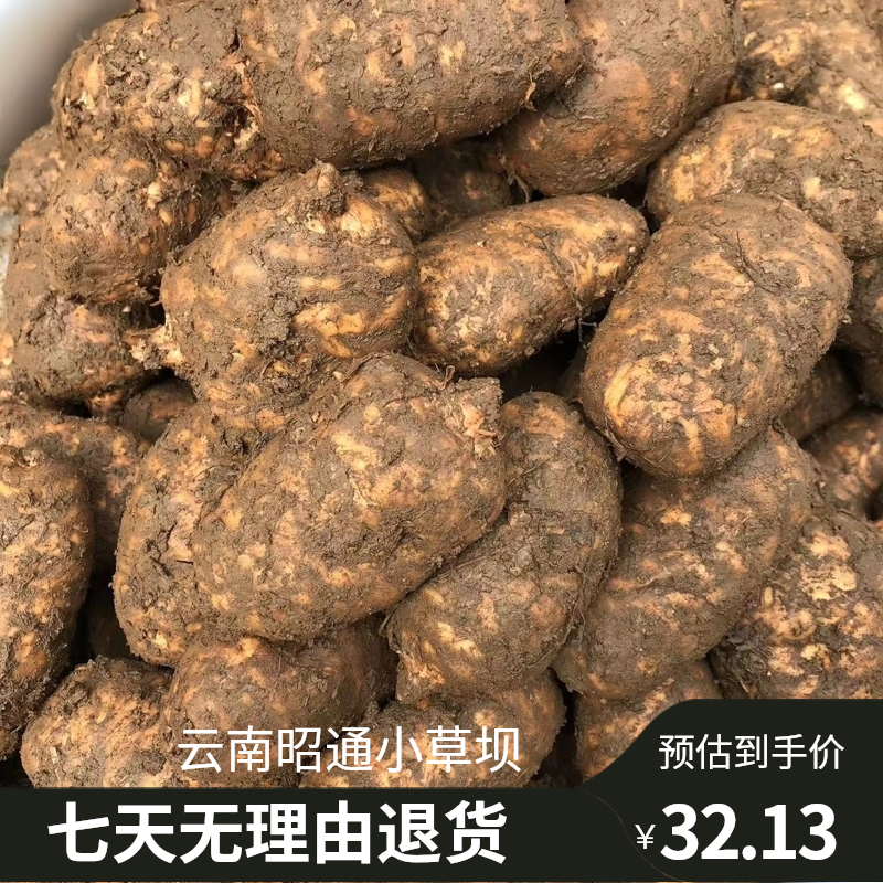 云南昭通小草坝仿野生新鲜天麻现挖现卖天麻正宗野天麻