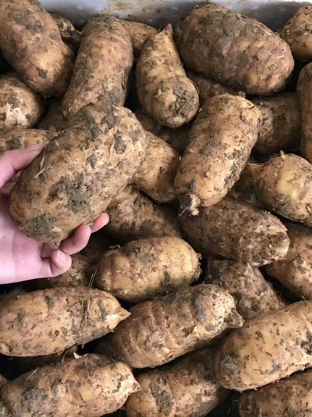 昭通彝良小草坝新鲜天麻