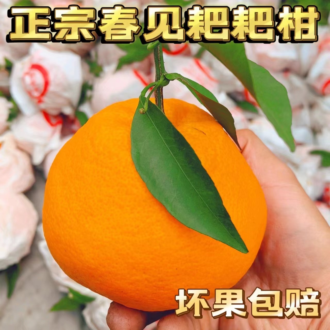 无籽皮薄细嫩肉质特大果现摘现发四川正宗蒲江春见粑粑柑纯甜汁多