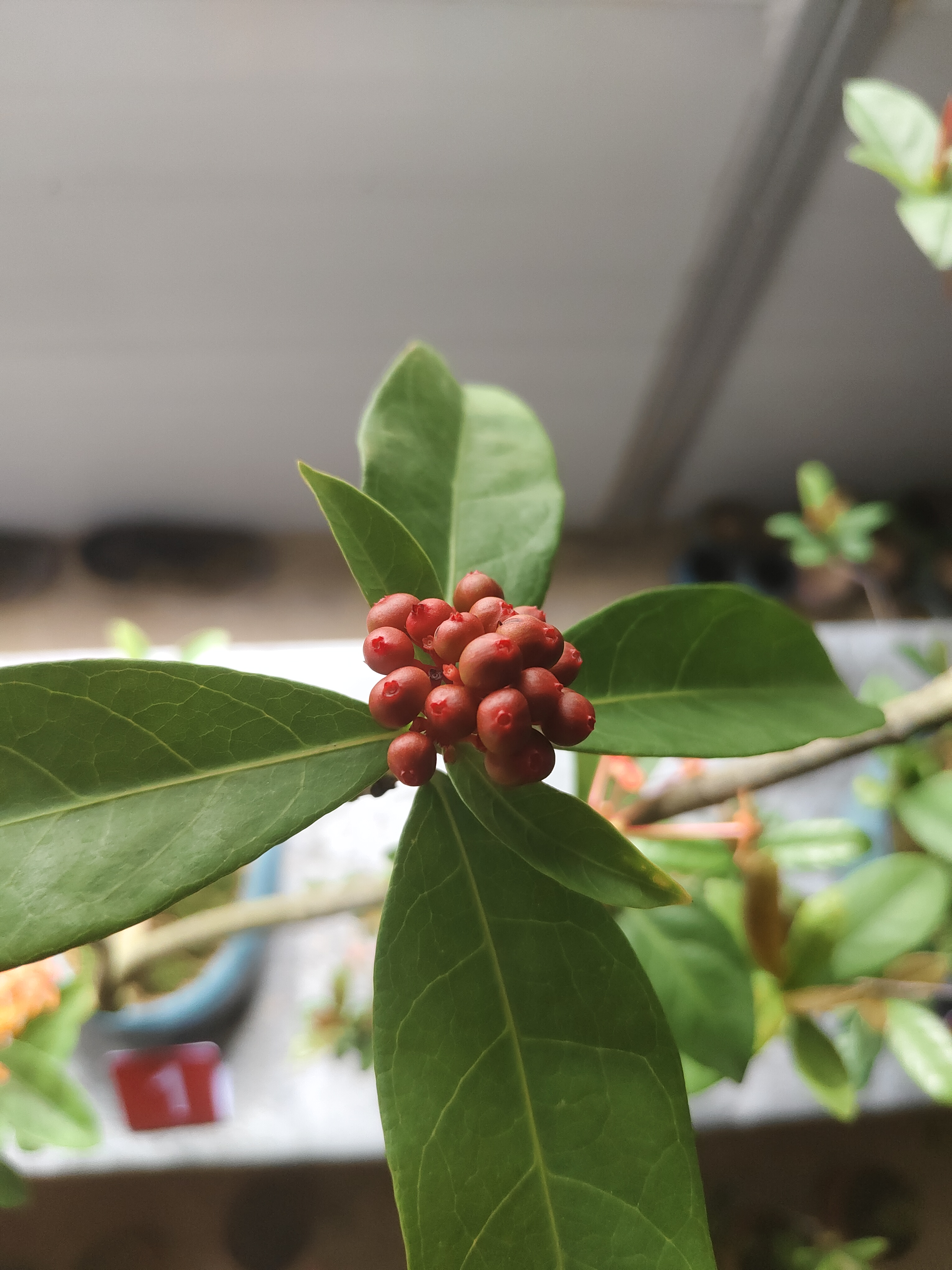 龙船花春花勒竹黑骨茶