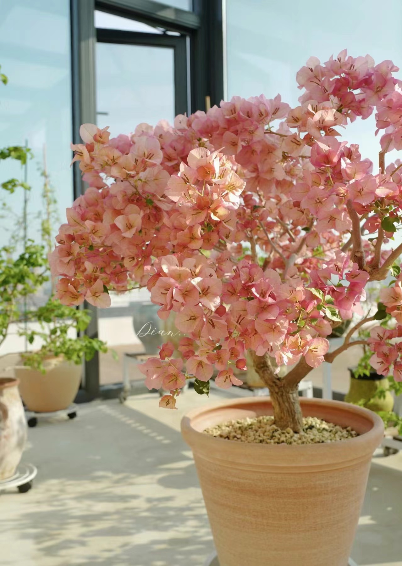 新【超大盆】1加仑盆室内室外种植好养易活爬藤盆栽花卉--单盆