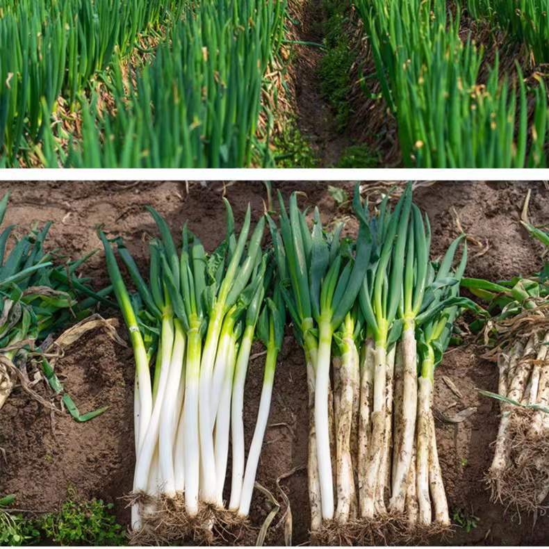山东铁杆大葱农家特产蔬菜新鲜现挖现发去半叶3斤5斤正宗原产地