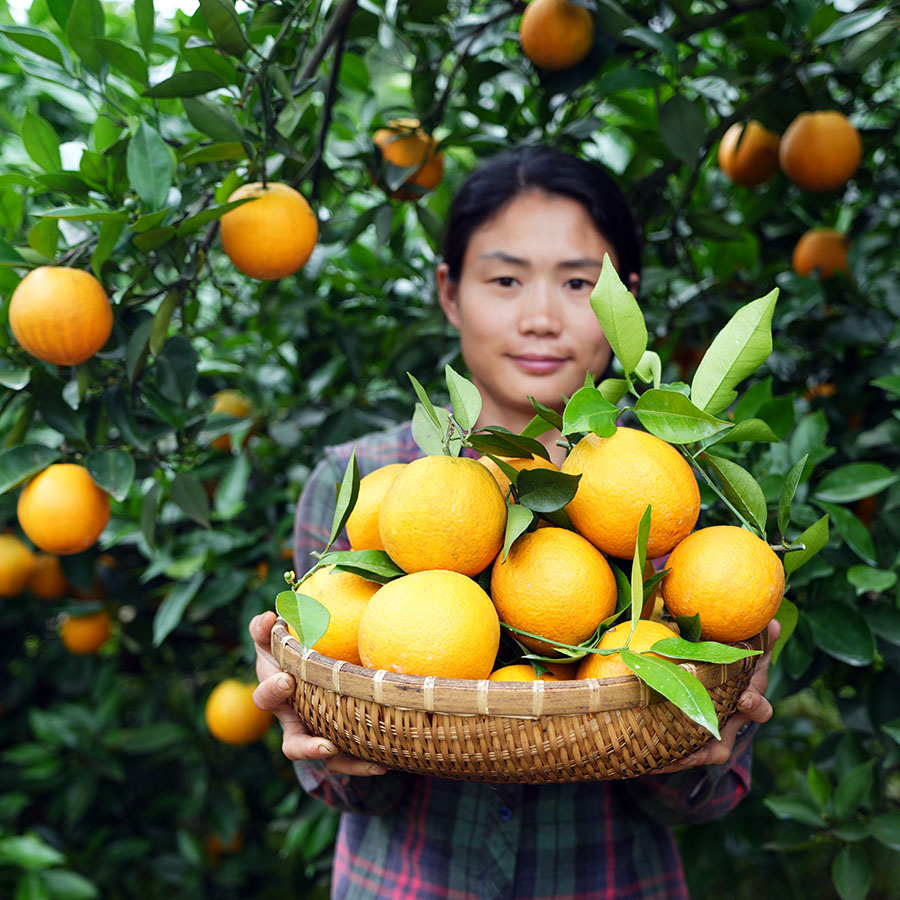 新鲜橙子~现摘湖南永州江永夏橙非伦晚脐橙当季榨汁水果4.5斤/9斤