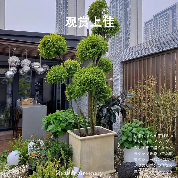 造型树球形苗庭院别墅绿化植物观叶四季常青观赏璀璨耐旱