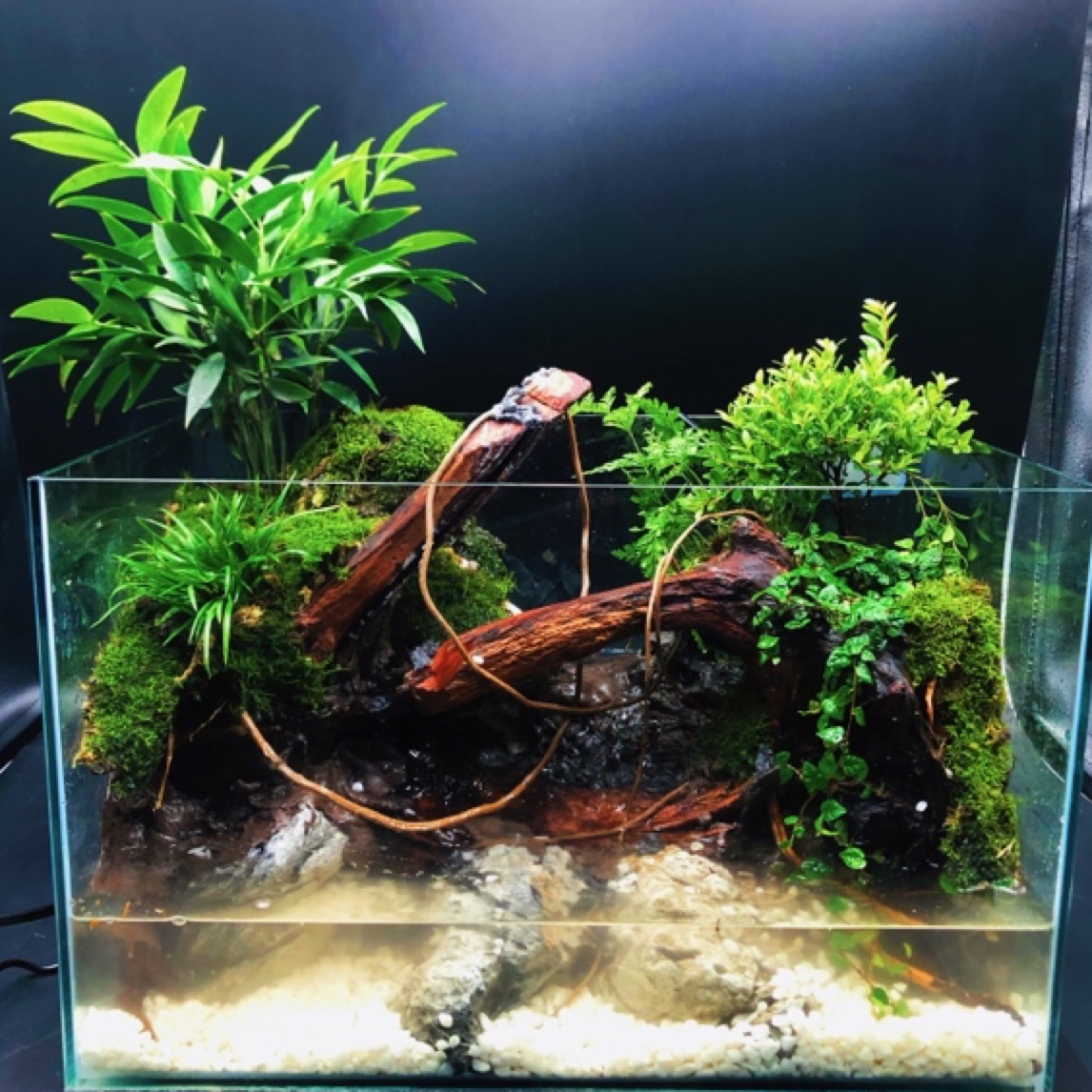 【琼林玉树】苔藓微景观桌面景观真植物真木头创意绿植景观四季常青