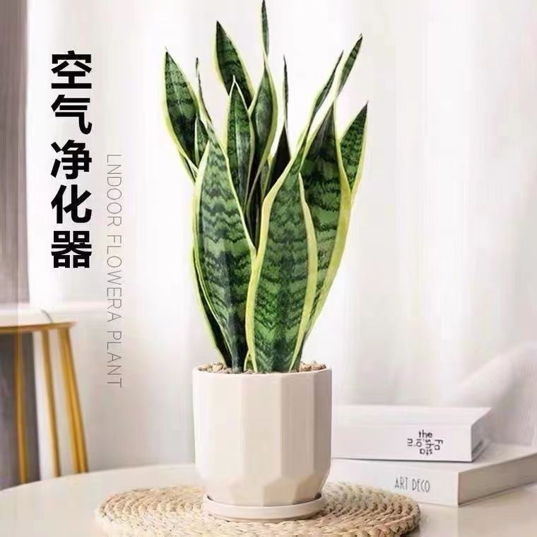 金边虎皮兰矮种宽叶新房吸甲醛防辐射净化空气多肉植物卧室绿植
