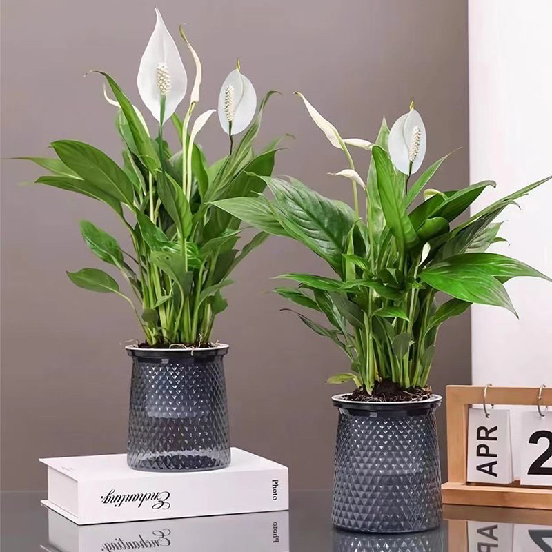 白掌一帆风顺盆栽植物室内花卉绿植水养四季开花新手好养易活
