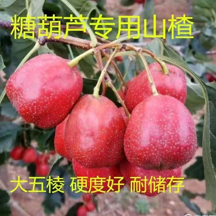 山楂新鲜  新鲜山楂果 大五棱山楂 冰糖葫芦专用商用批发