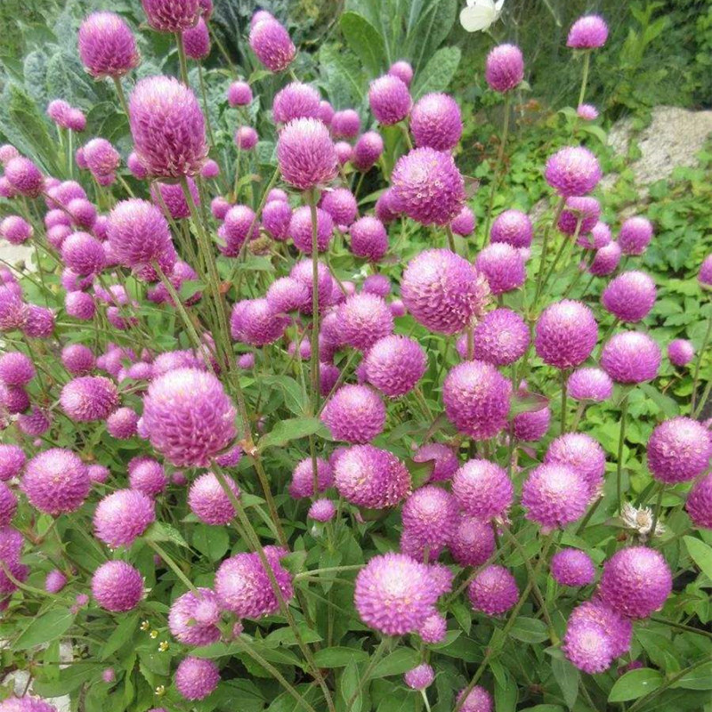 千日红千日粉 盆栽耐热耐晒 庭院花园花境造景花卉植物花期长好养
