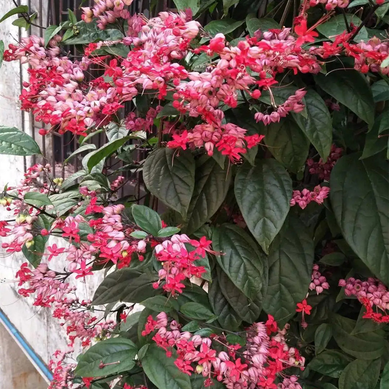 龙吐珠 麒麟吐珠花 奇特新趣味爬藤植物拱门花园架子围栏攀爬花卉