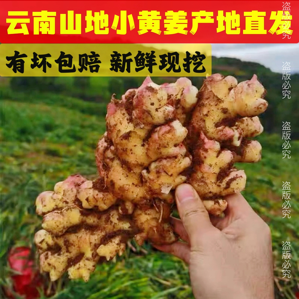 新鲜正宗云南小黄姜生姜土姜月子姜新姜老姜高山露天种植精品直发
