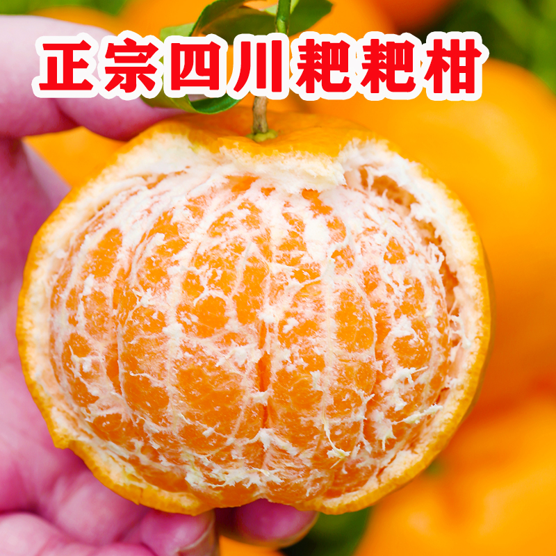【出口级鲜甜采摘甄选】四川春见耙耙柑新鲜现摘无籽多汁甜蜜成熟