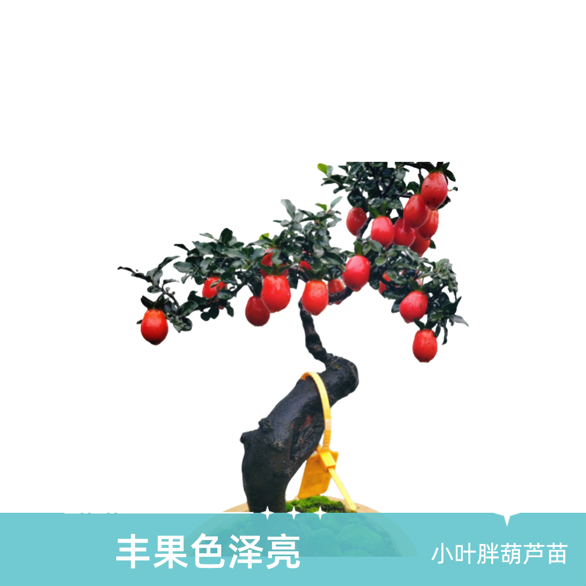 金弹子盆景丰果型、果子成熟色泽亮丽