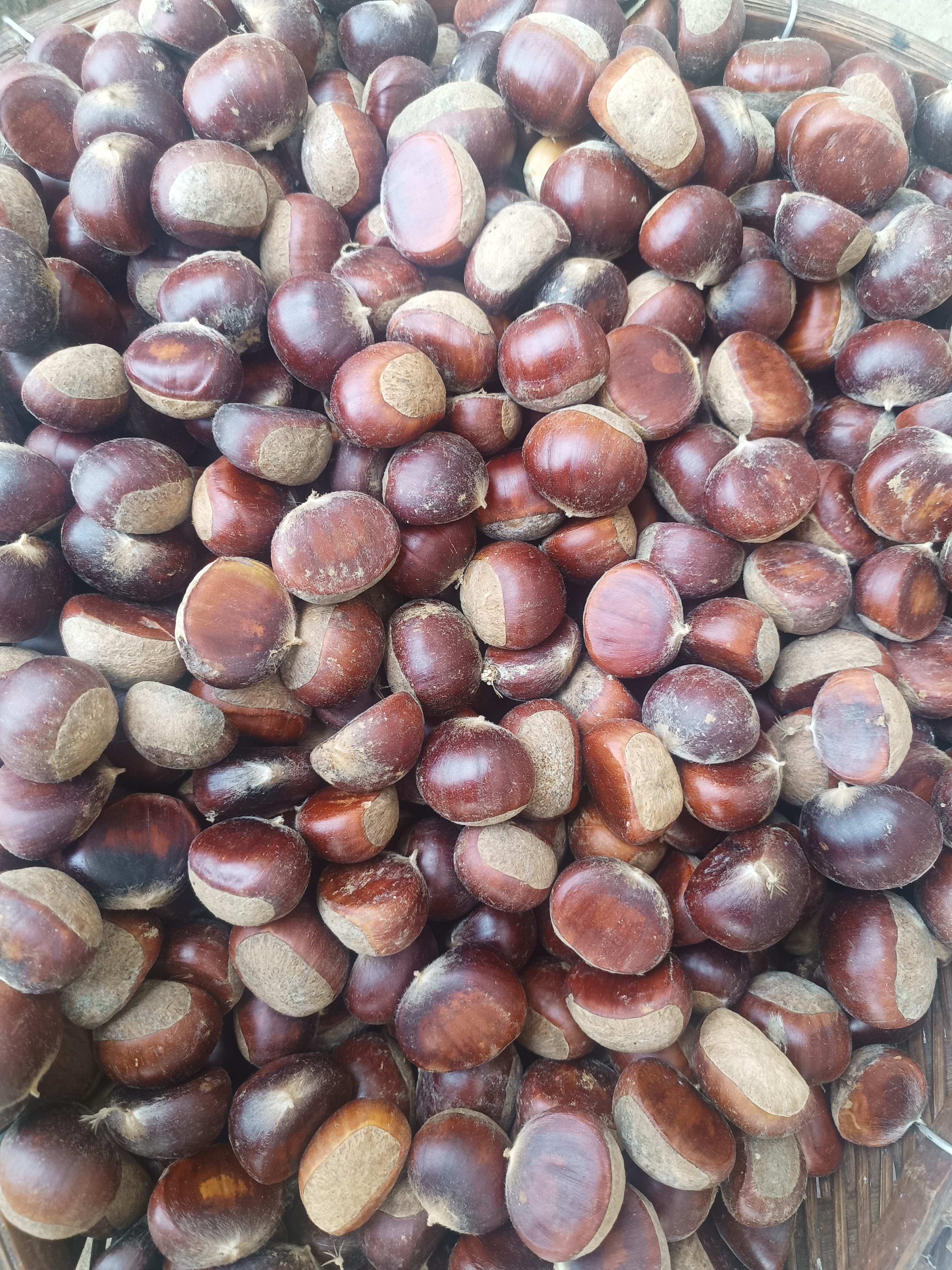 云南高山老树板栗