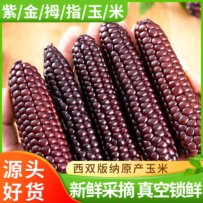 【产地直发】小扬甄选西双版纳特产青花素紫糯拇指黑玉米新鲜即食