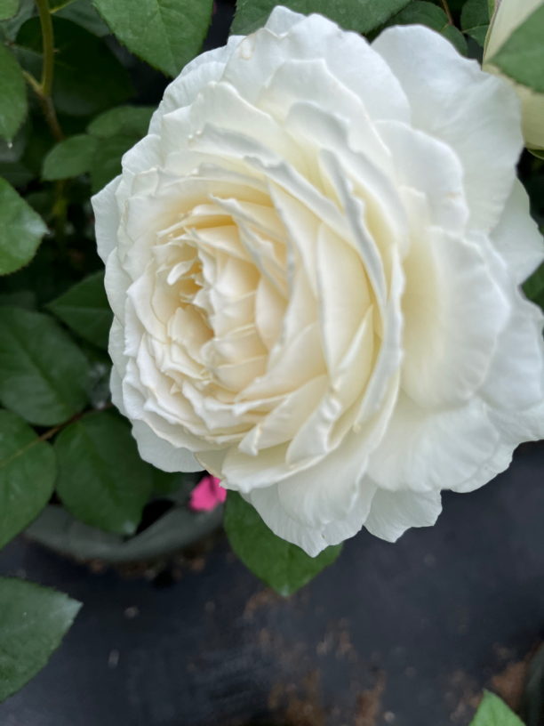 美雪公主四季开花，大花切花