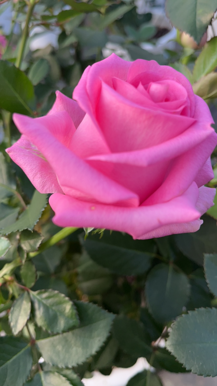 玫瑰花苗四季开花庭院观花绿植室内外盆栽耐寒耐热