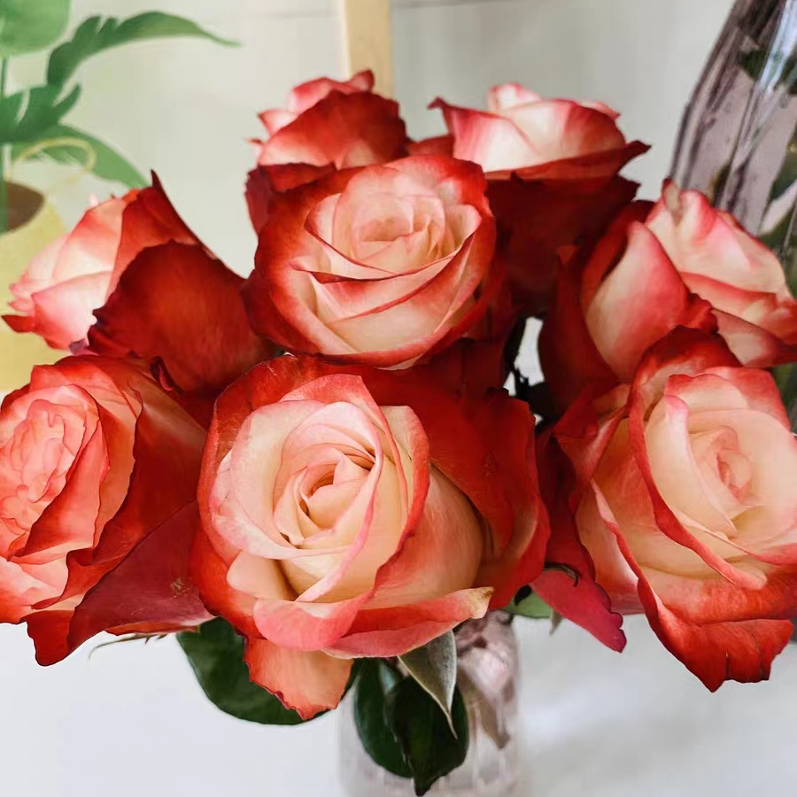 法尔法拉玫瑰，直立性强，高杯装，适合阳台庭院种植