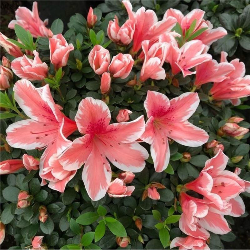 百合杜鹃带花苞红杜鹃花带花苞杜鹃花盆栽盆景 室内阳台好养植物