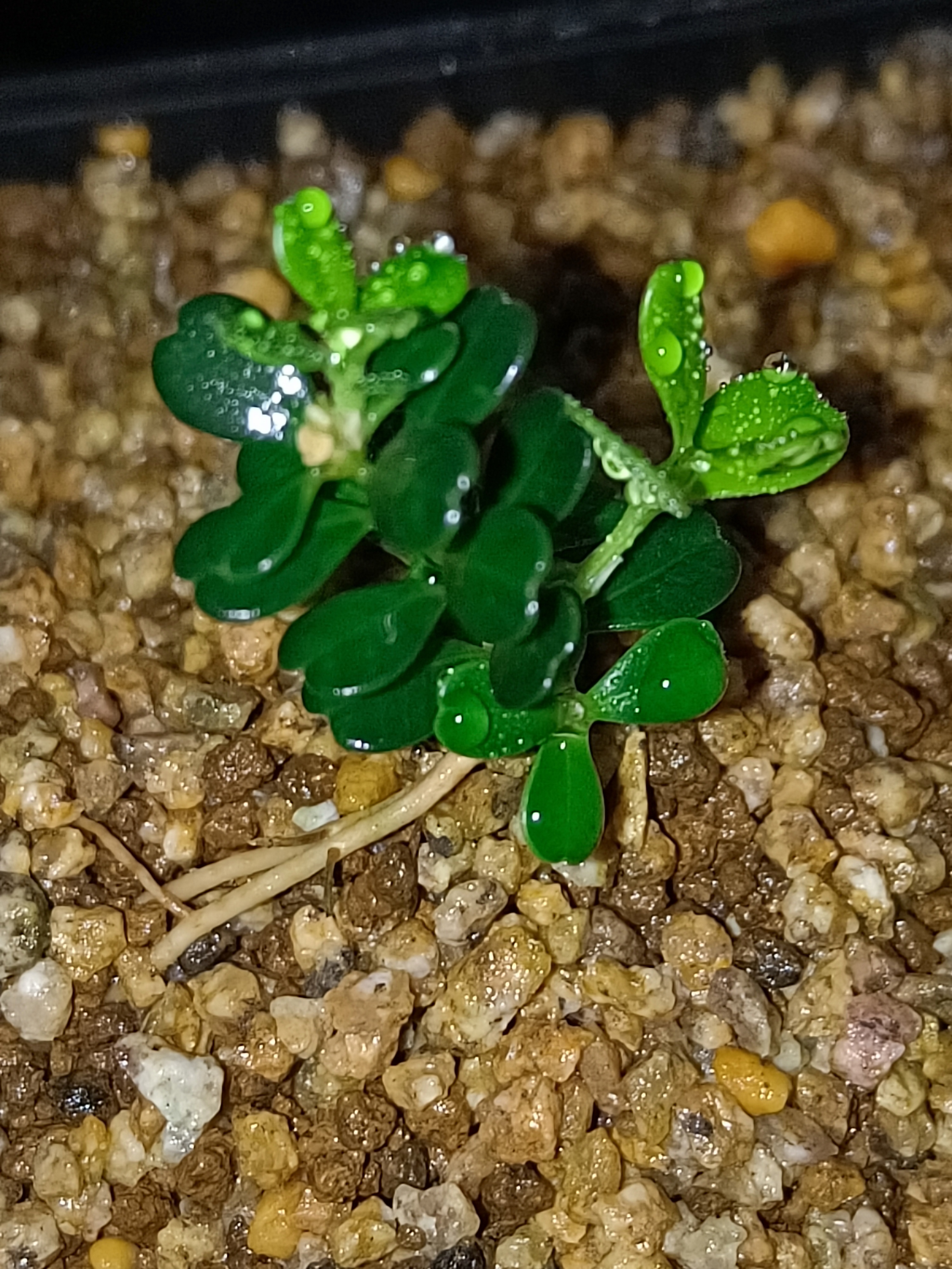 凤米赛珍珠原生扦插壮苗，玩的就是品质!