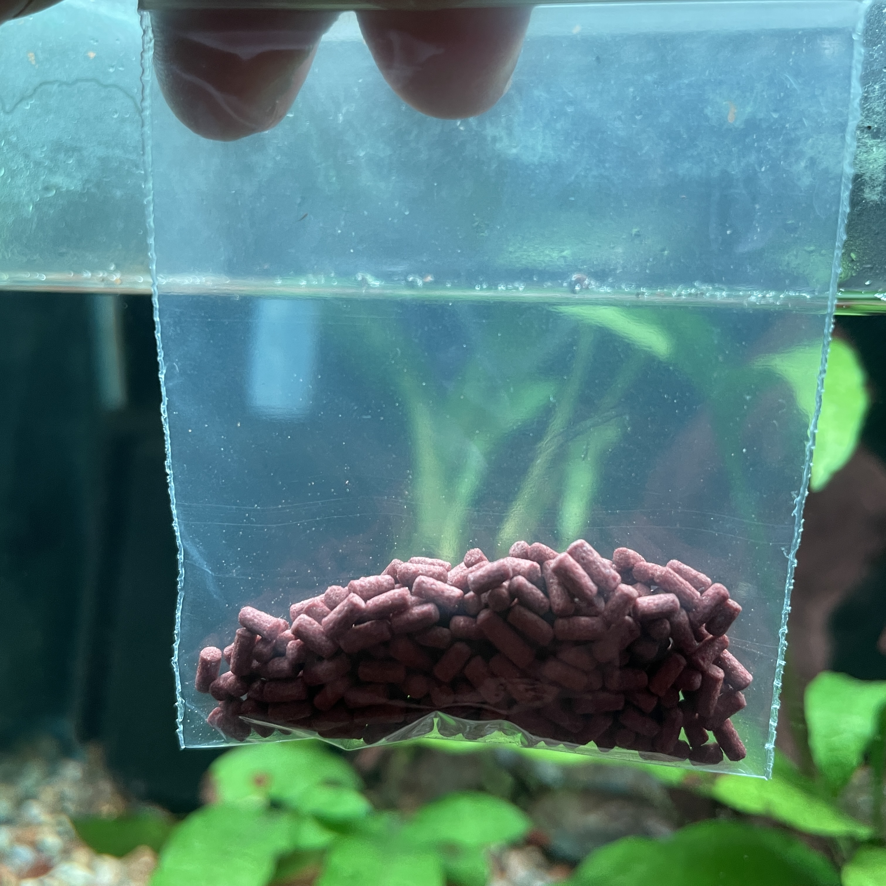 挑鱼专拍，私拍发饲料一袋