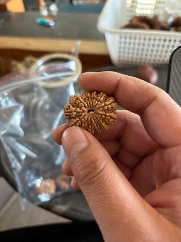 尼泊尔多瓣大金刚一物一图