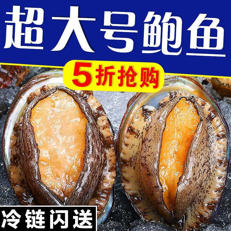【特大号】大鲍鱼新鲜冷冻个大鲜活海捕超大野生非鲍鱼干活体
