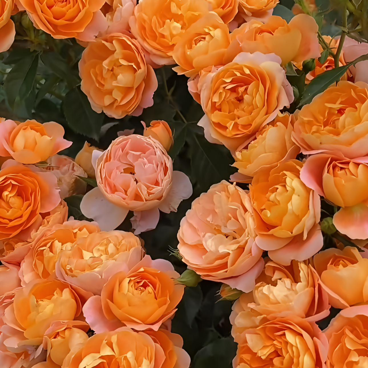 唐【果汁阳台】【果汁美人】花苞发货月季花苗四季开花浓香庭院阳台