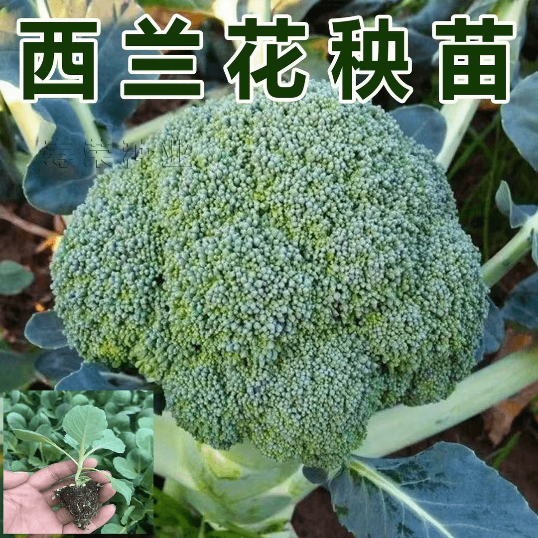 四季高产西蓝花秧苗阳台庭院盆栽地栽基地直发优质精品秧苗西蓝花