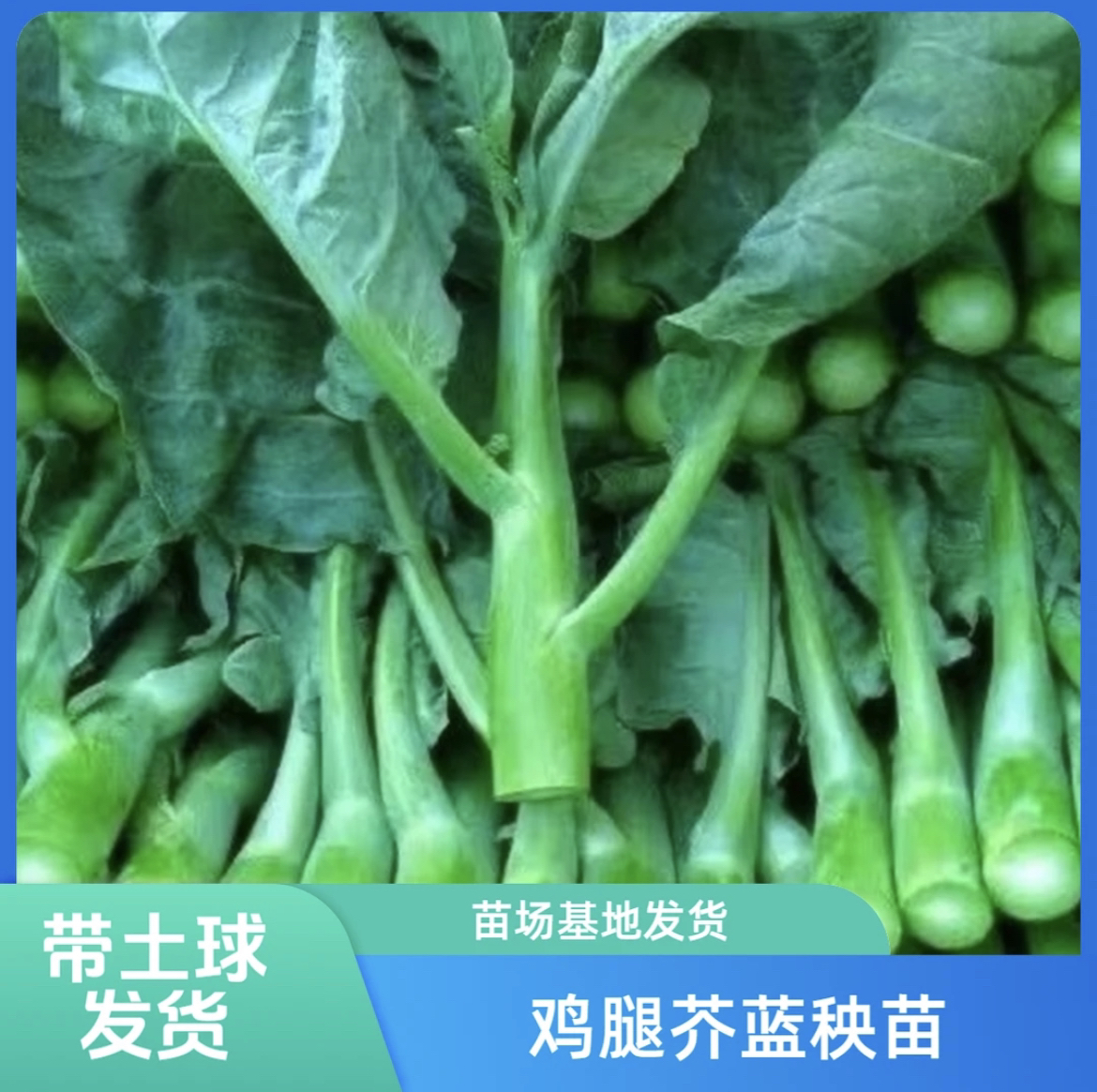 鸡腿芥兰菜苗秧苗鸡腿芥蓝菜苗介兰蓝种菜苗秧苗秋季种植