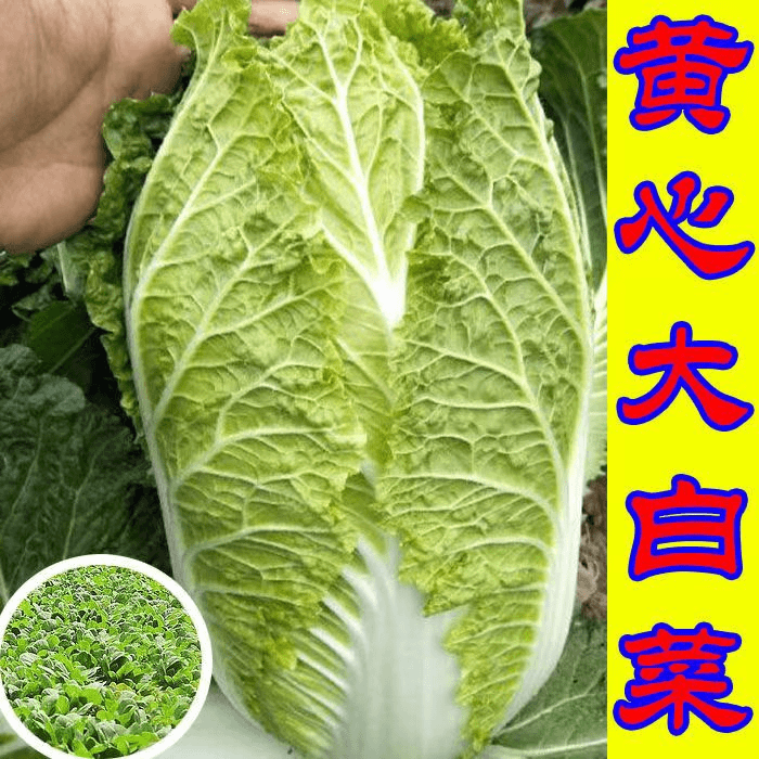 黄心大白菜苗秧苗四季种植耐热耐寒蔬菜种苗早熟抗病高产田园阳台
