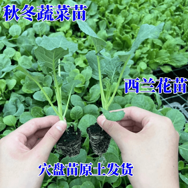 西兰花苗有机花菜苗秧苗蔬菜苗西蓝色的花秋冬秧苗四季基地盆栽种