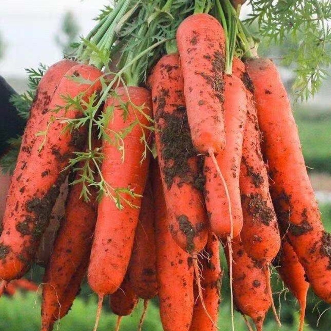河南本地露天种植霜打胡萝卜五斤装包邮