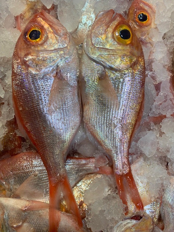 广东野生海捕金目鲷