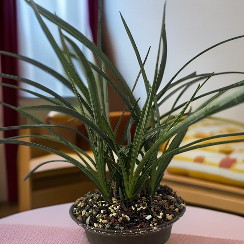 种植培养观赏盆景蕙兰(本图片仅供欣赏，实物需进直播间竟拍)