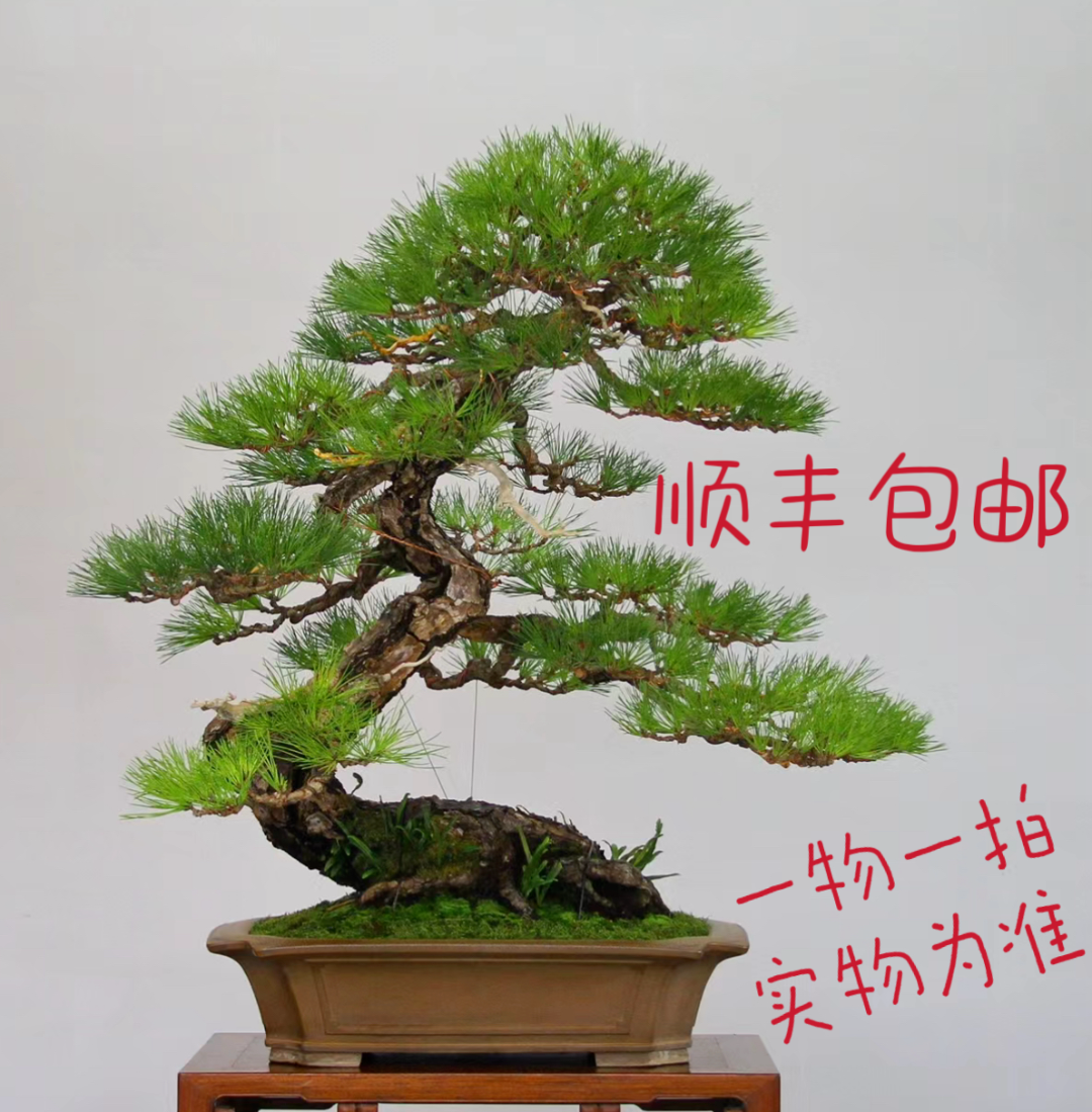 盆景盆栽一物一拍好养耐活