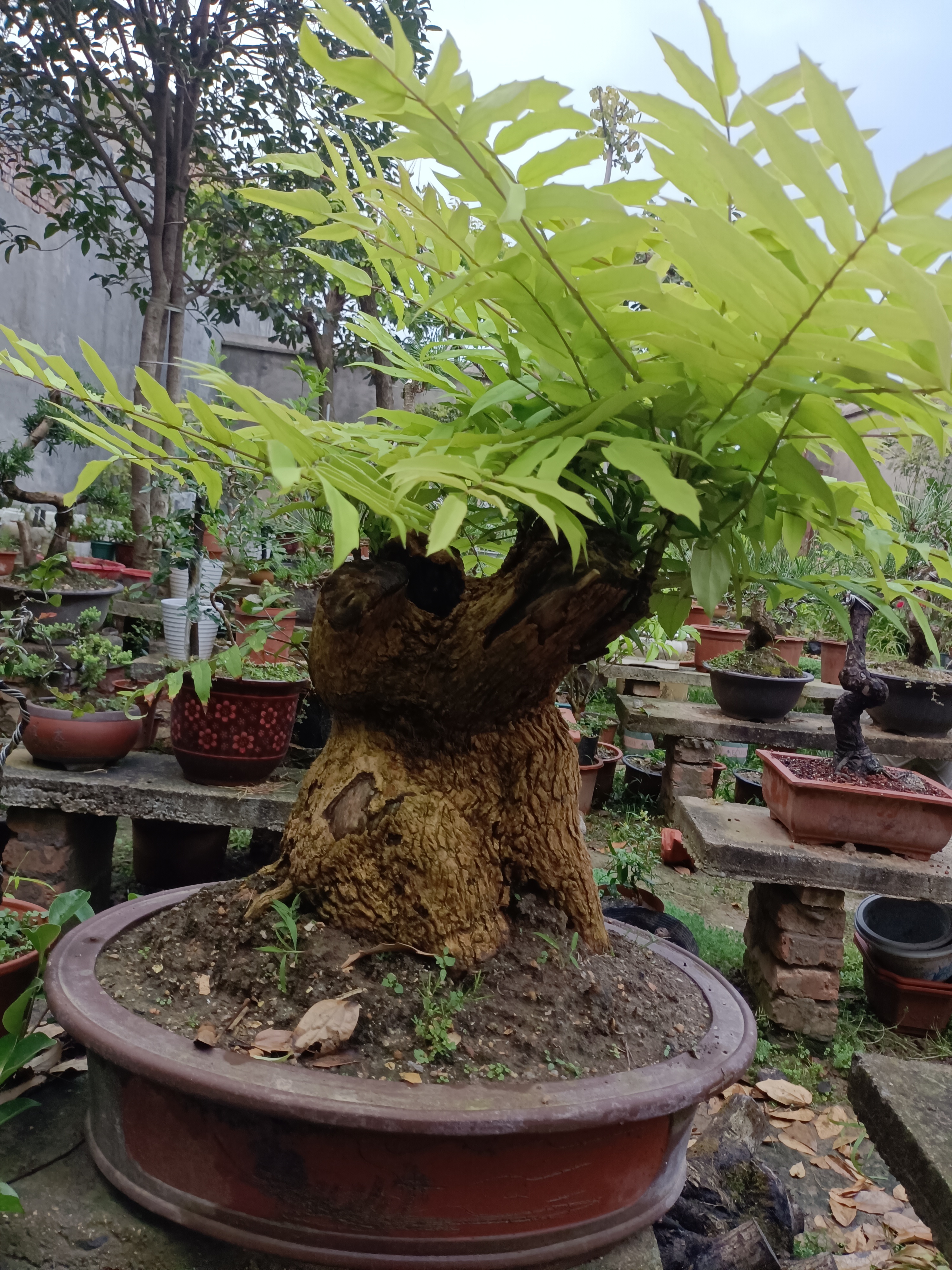 十大功劳  几十年的十大功劳盆景 吸天地日月精华 