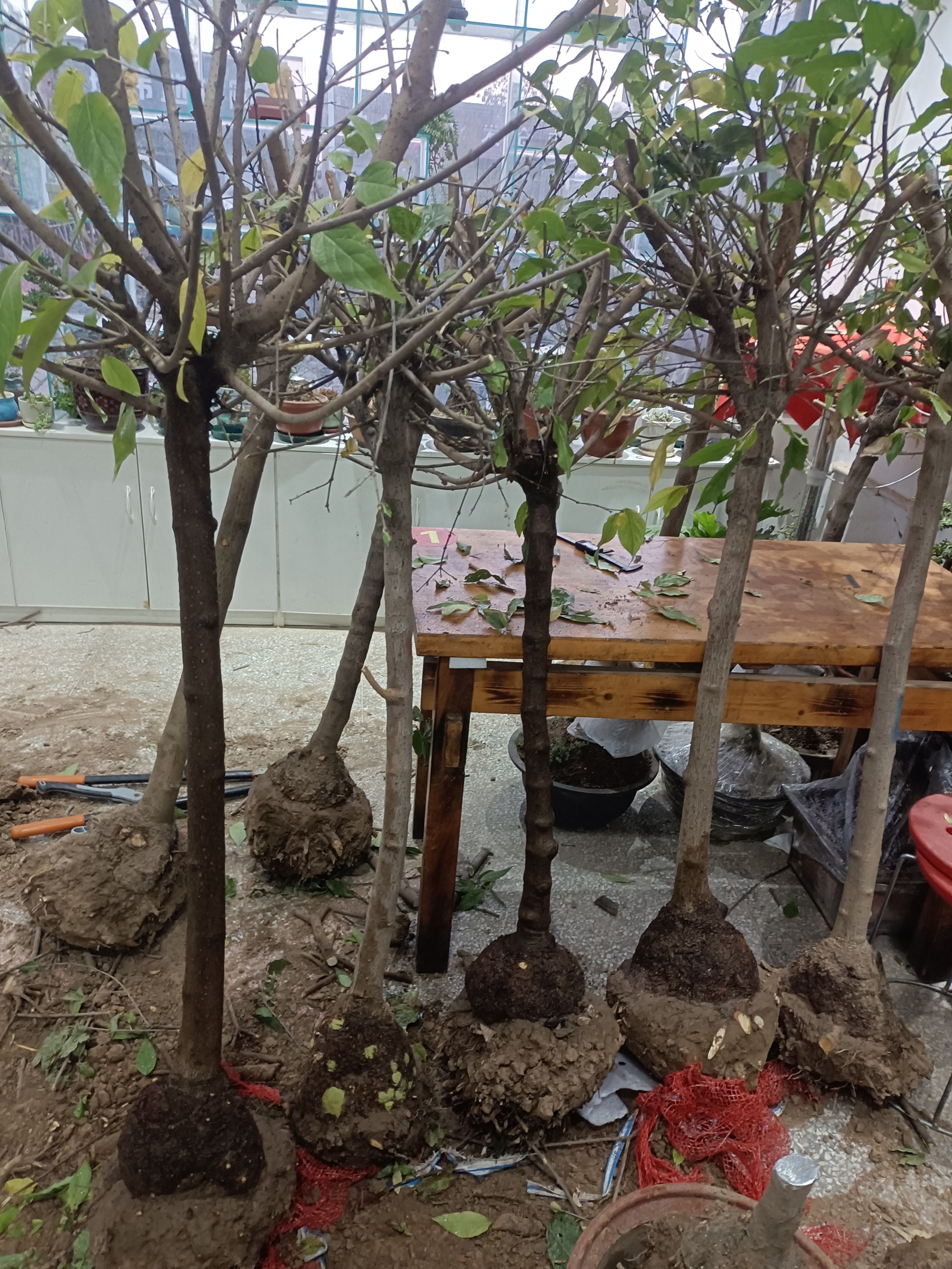 腊梅精品 高杆带梅龟 圆润饱满 浑然天成