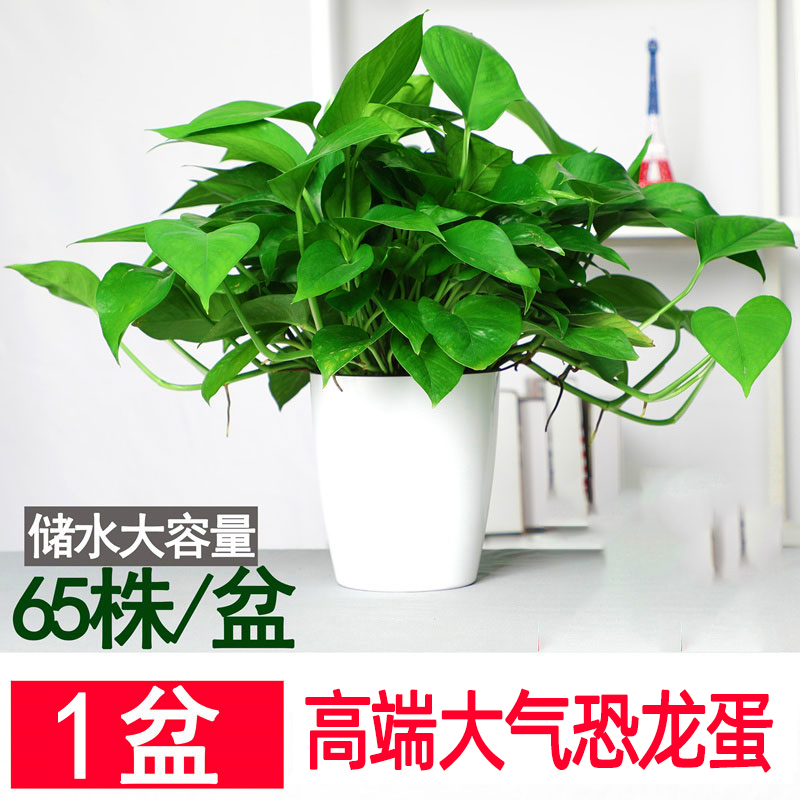 高端恐龙蛋绿萝室内盆栽绿箩好养易活常绿 植物美观清新居室 绿植