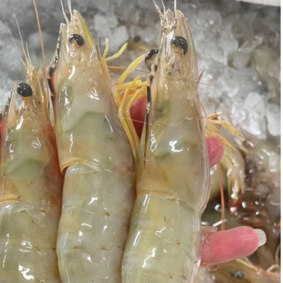 广东海鲜原产地海虾  青背虾500g/盒 天然海捕海虾 顺丰冷链发货