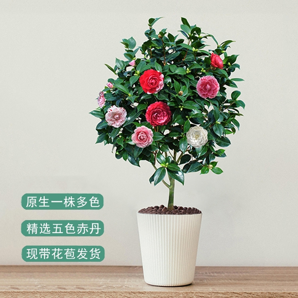 【10年老桩裸根护心泥浆发】五色赤丹茶花盆栽阳台四季耐寒好养花卉