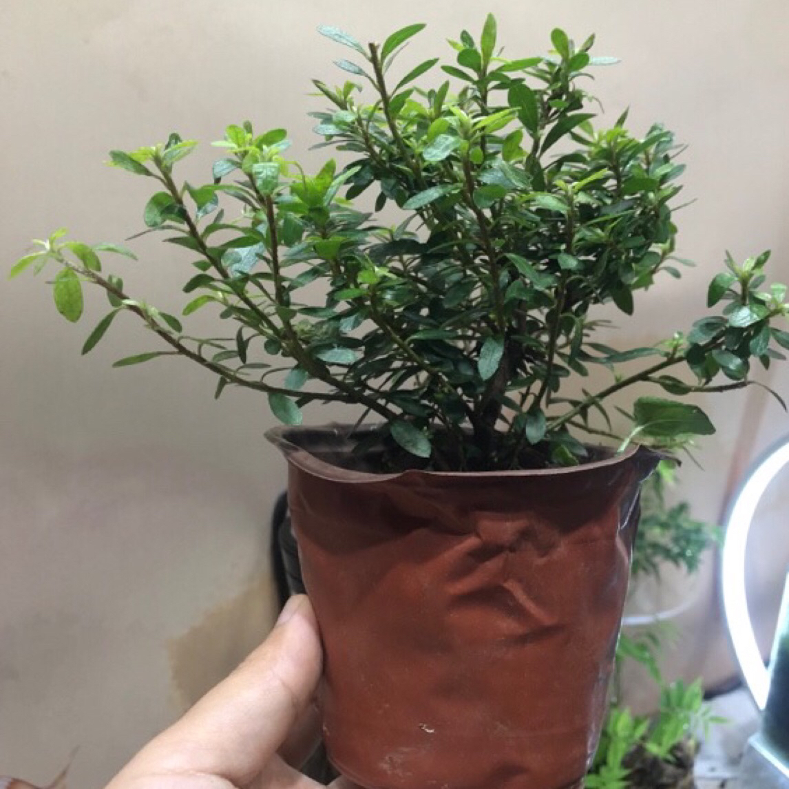 早乙女小叶杜鹃 微景观造景盆栽素材绿植室内好养观叶植物