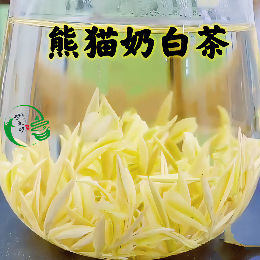 【2025头采奶白茶】 精品小芽头奶香馥郁汤色通透甘甜（伊无忧）