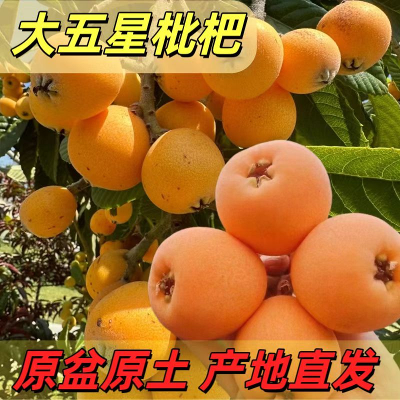 正宗嫁接大五星枇杷树苗白玉枇杷树苗地栽盆栽裸根嫁接南北方种植