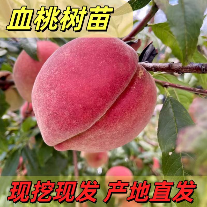 血桃树果苗嫁接特大晚熟冬桃苗黄桃树苗南北方种地栽水蜜桃树果树